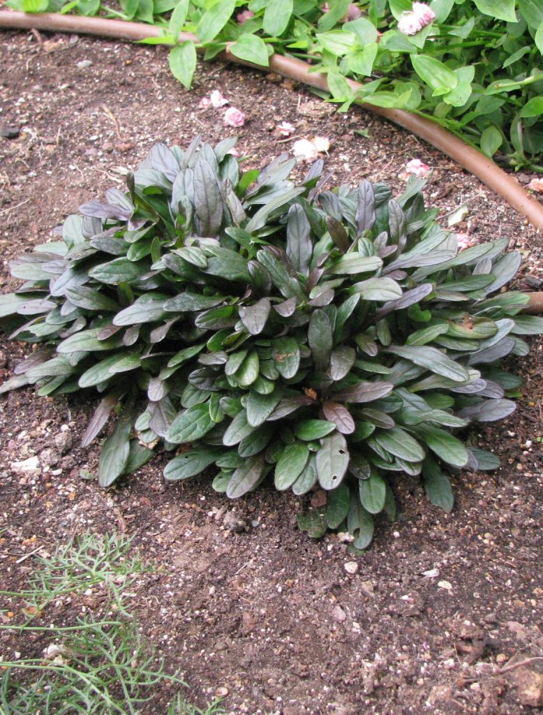 Ajuga_x_tenorii_Chocolate_Chip_leaves_cut_up