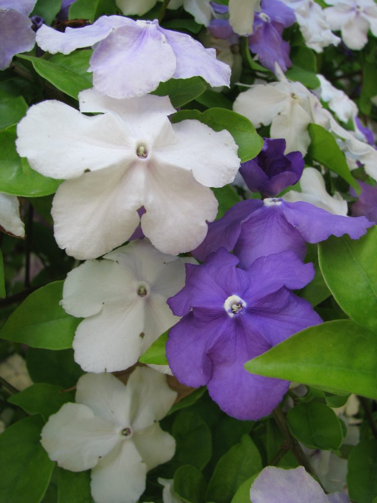Brunfelsia_pauciflora_Floribunda_flowers_up1