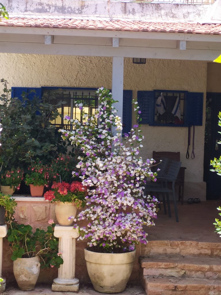 Brunfelsia_pauciflora_Floribunda_full_pot_up1