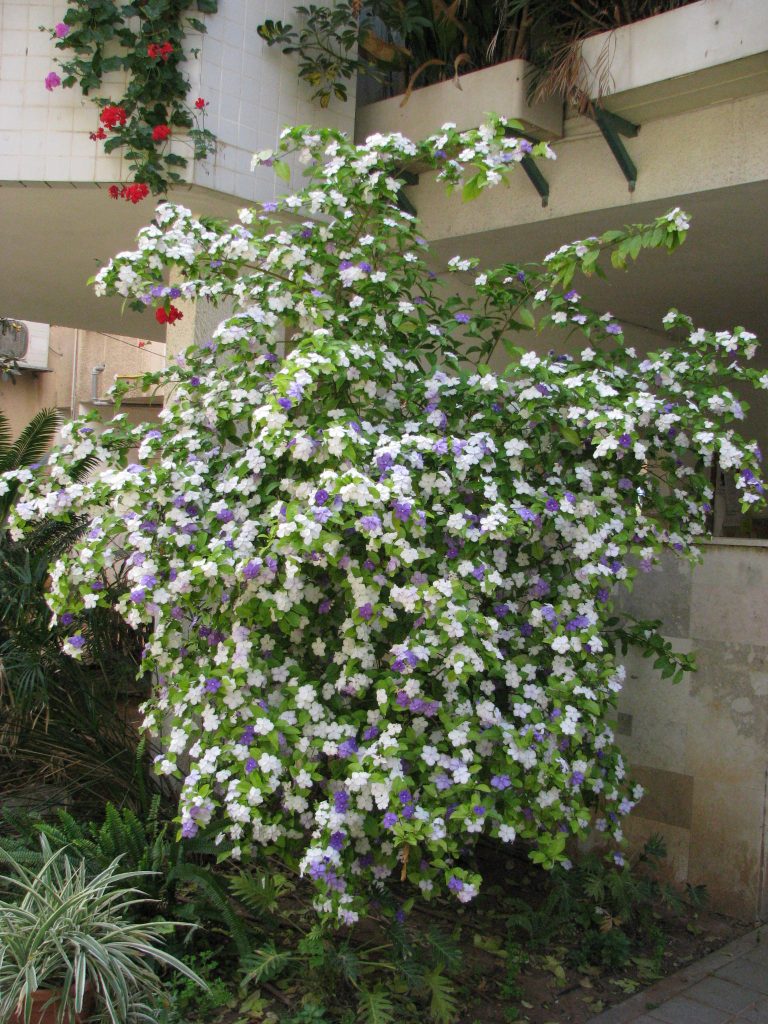 Brunfelsia_pauciflora_Floribunda_full_up1