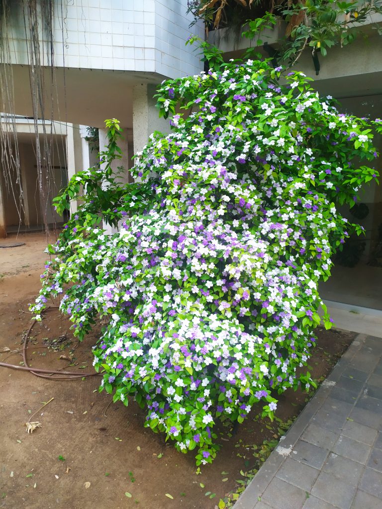 Brunfelsia_pauciflora_Floribunda_full_up2