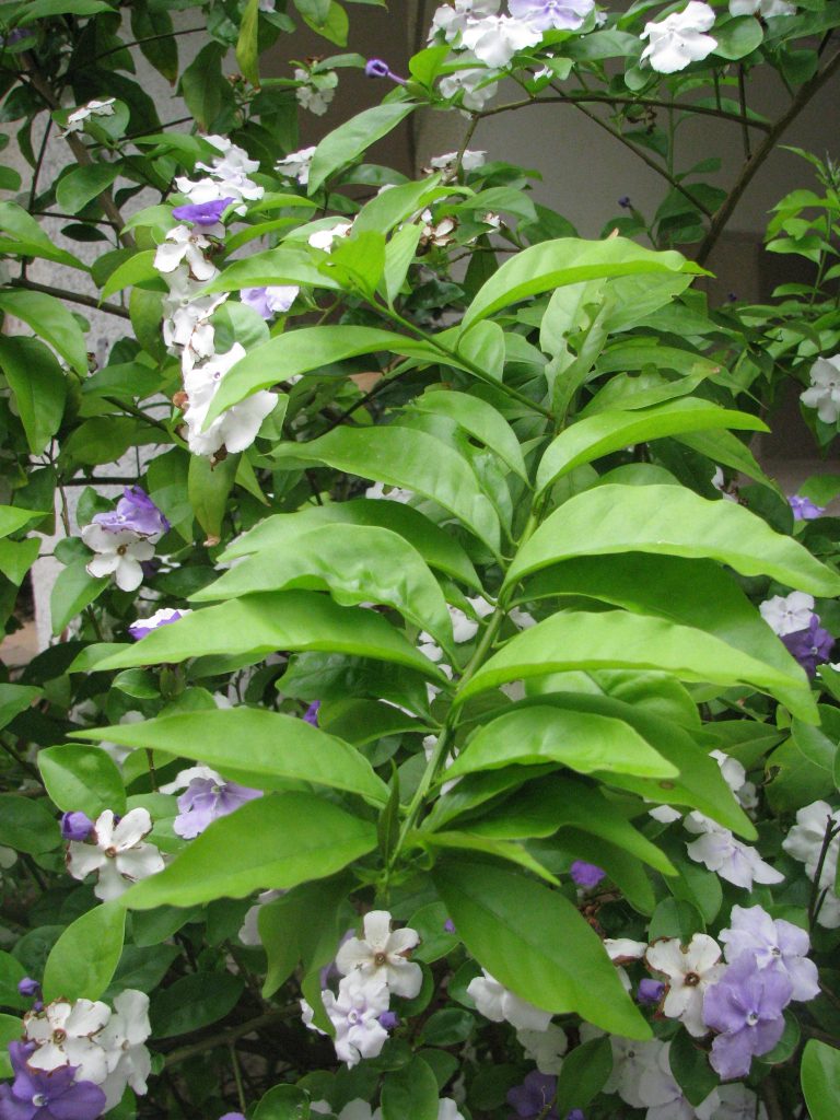Brunfelsia_pauciflora_Floribunda_leaves_up1