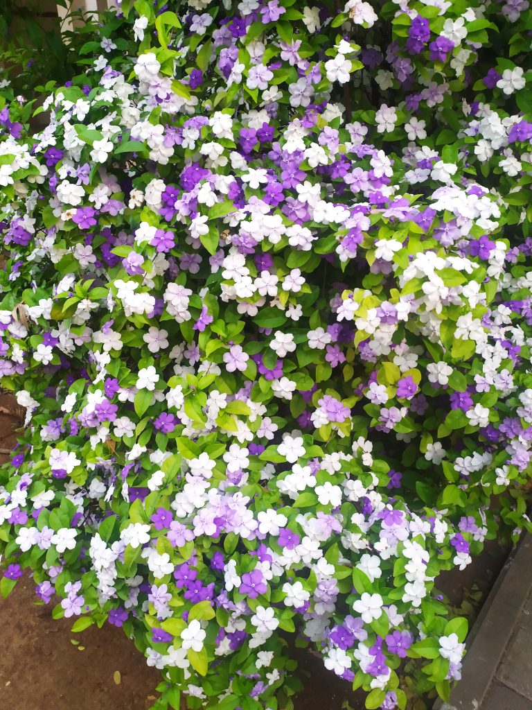 Brunfelsia_pauciflora_Floribunda_many_flowers_up1