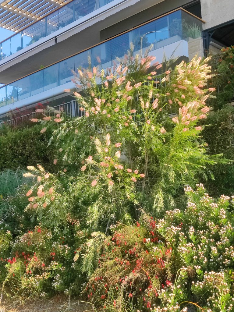 Callistemon_Canes_Hybrid_full_up1