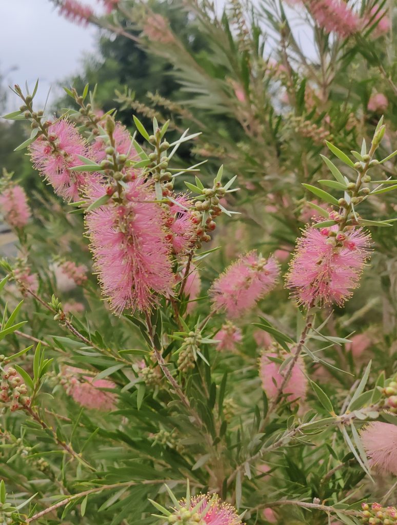 Callistemon_Canes_Hybrid_many_flowers3_cut_up
