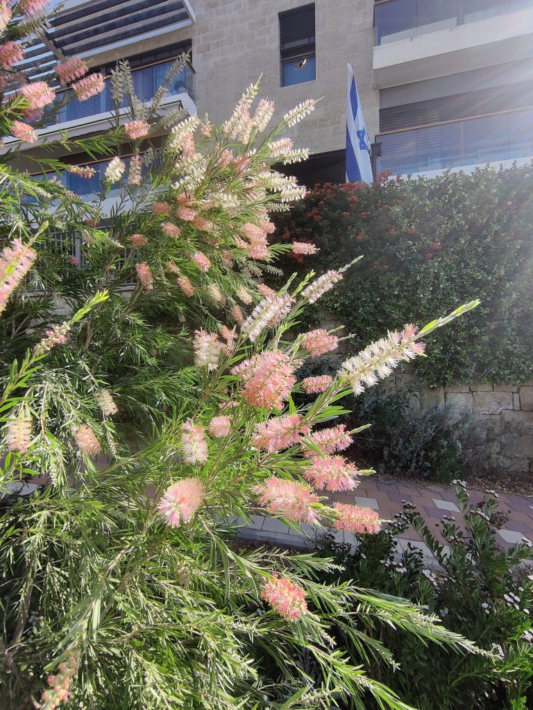 Callistemon_Canes_Hybrid_many_flowers_up1