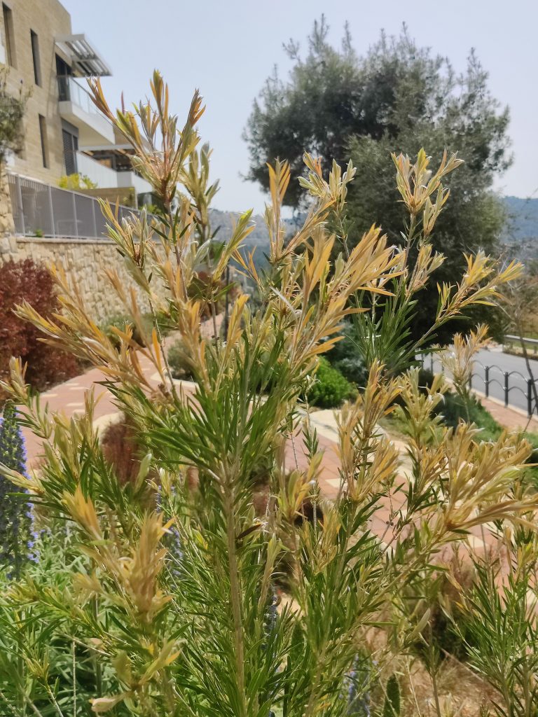 Callistemon_Canes_Hybrid_new_leaves_up1
