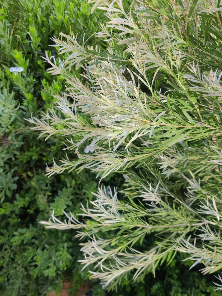 Callistemon_Canes_Hybrid_new_leaves_up2