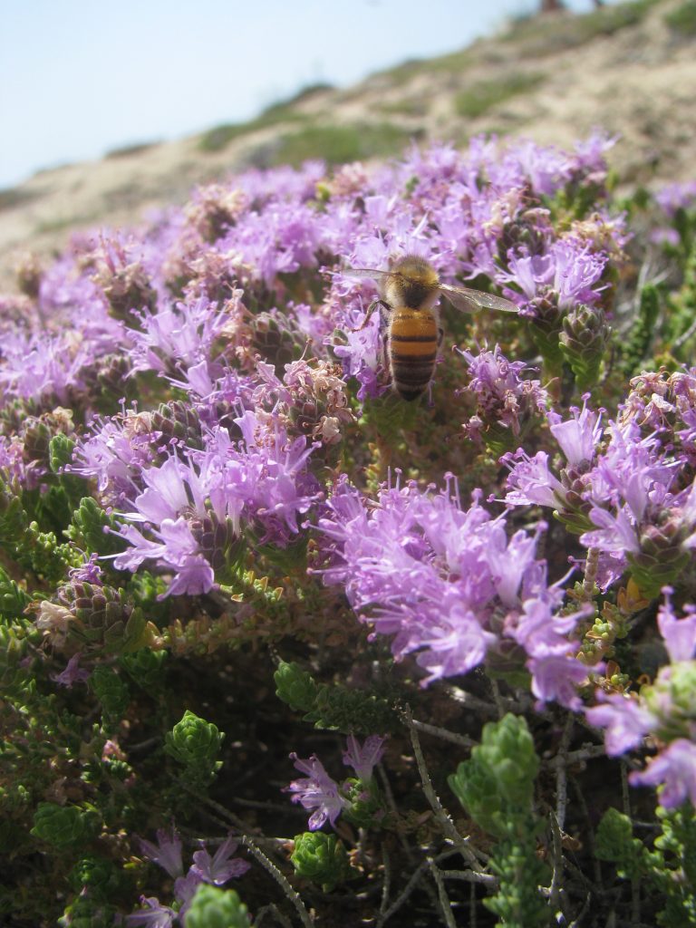 Coridothymus_capitatus_beach_flowers_up1
