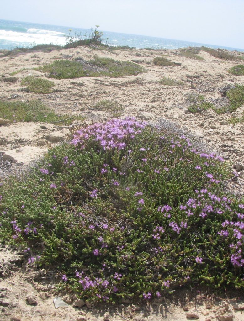 Coridothymus_capitatus_beach_full3_cut_up
