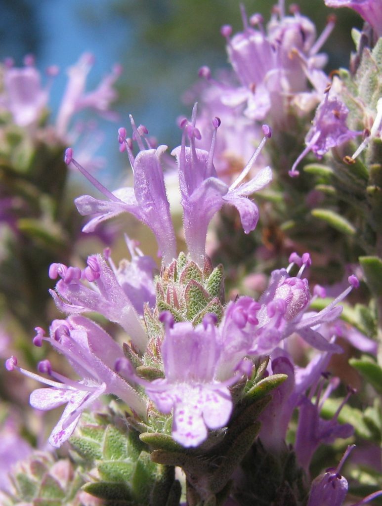 Coridothymus_capitatus_flower2_cut_up