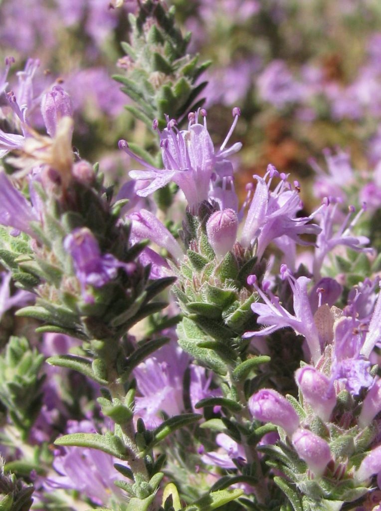 Coridothymus_capitatus_flower_up1_cut_up