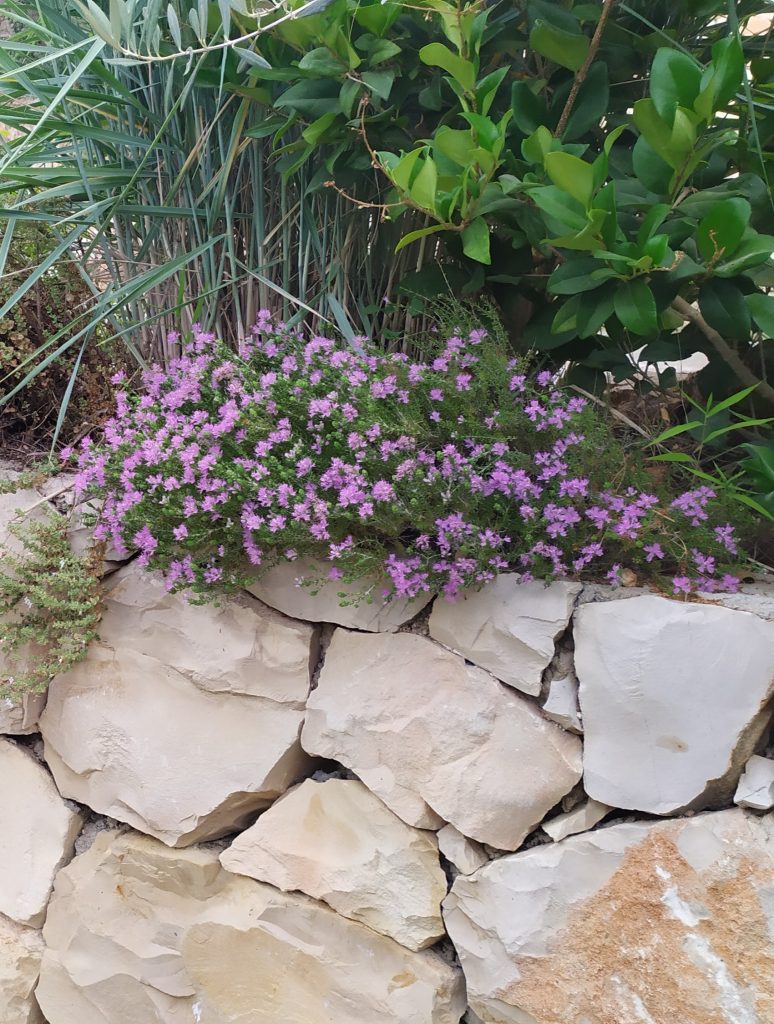 Coridothymus_capitatus_full2_cut_up