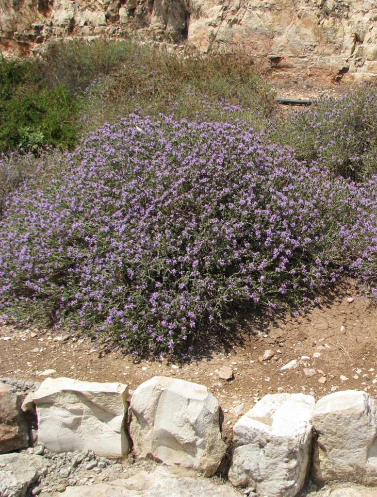 Coridothymus_capitatus_group1_cut_up