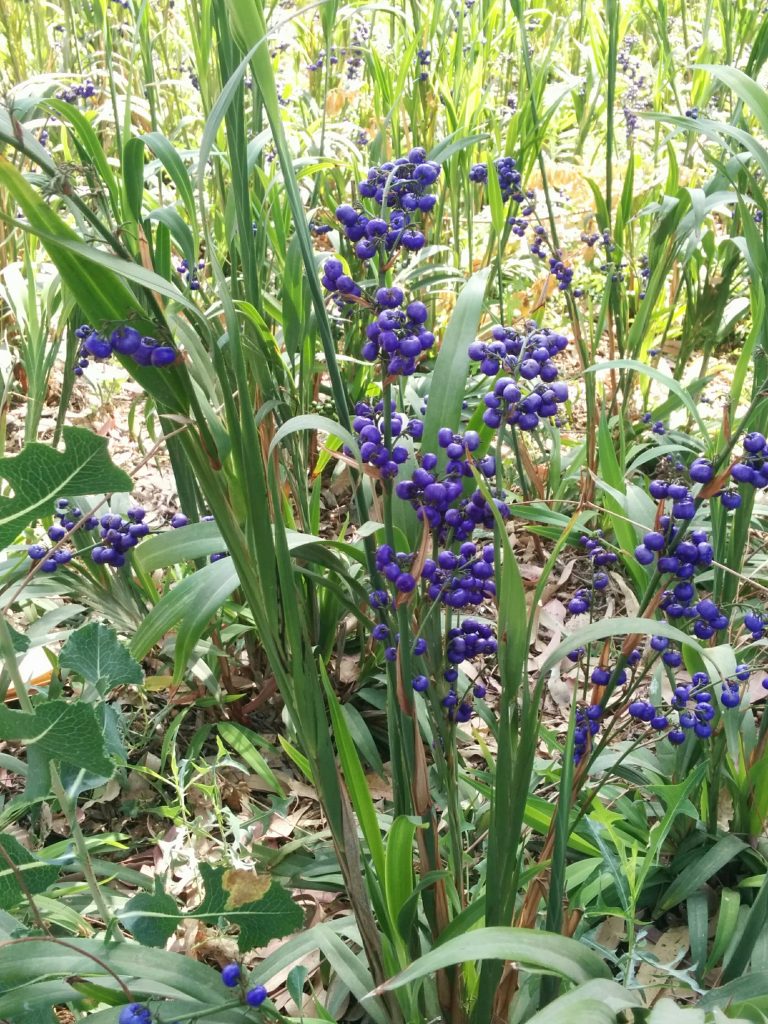 Dianella_caerulea_var_assera_fruit_up1