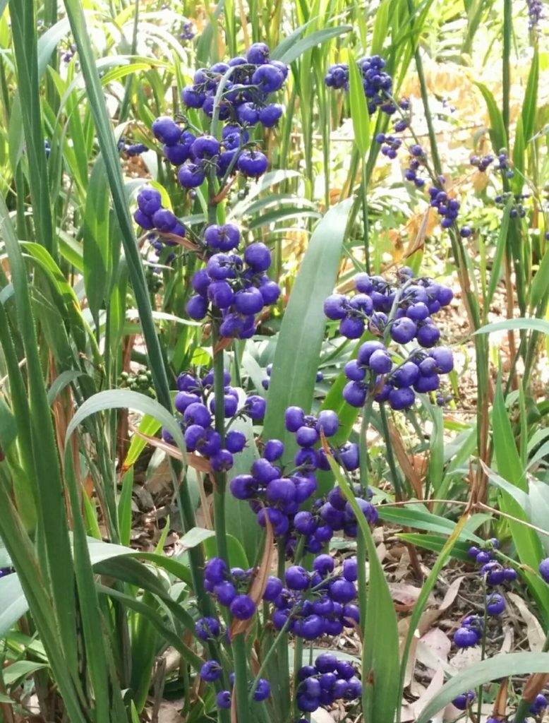 Dianella_caerulea_var_assera_fruit_up1_cut_up