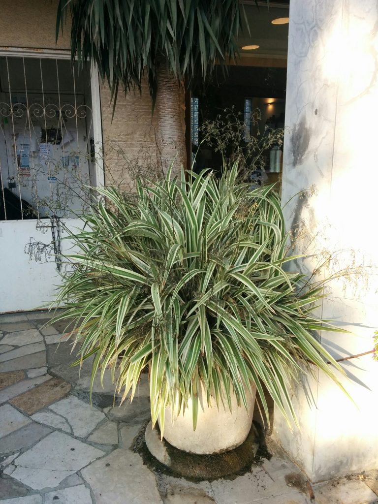 Dianella_tasmanica_Variegata_full_up3