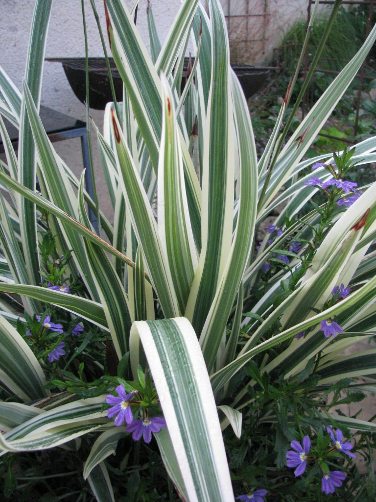 Dianella_tasmanica_Variegata_leaves_up1