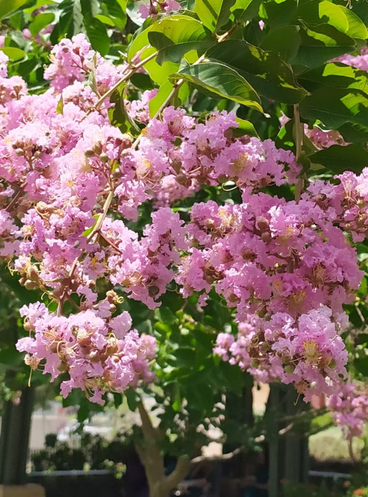 Lagerstroemia_Muskogee_flowers_up1_cut_up2