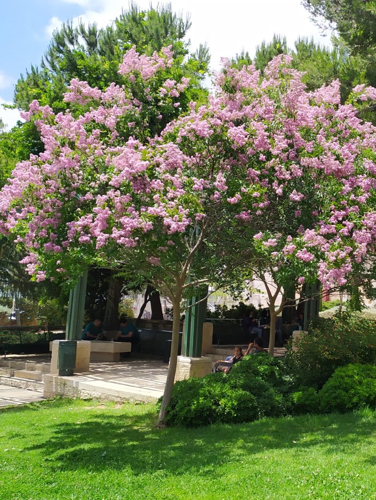 Lagerstroemia_Muskogee_full_flower1_cut_up