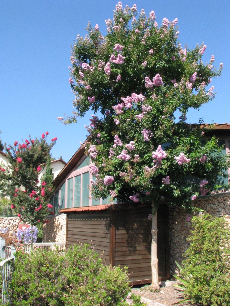 Lagerstroemia_Muskogee_full_flower_up1