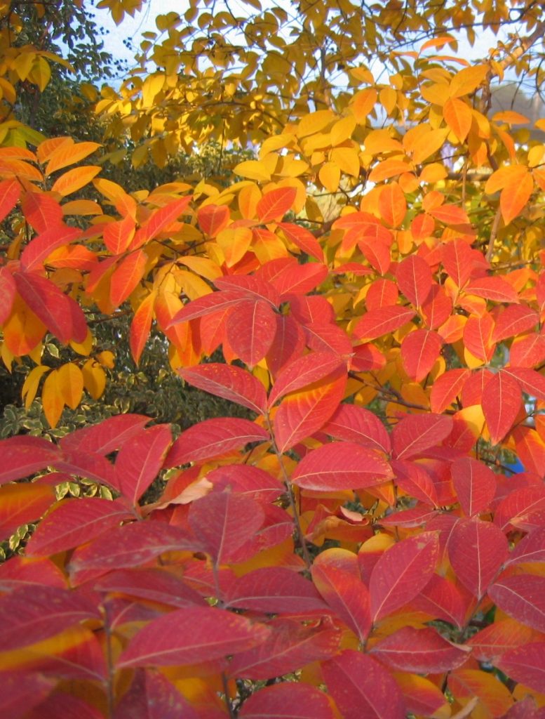 Lagerstroemia_Muskogee_leaves_fall1_cut_up