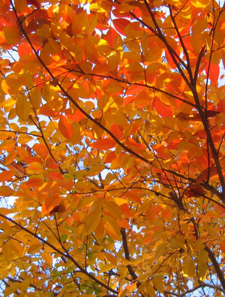 Lagerstroemia_Muskogee_leaves_fall2_cut_up