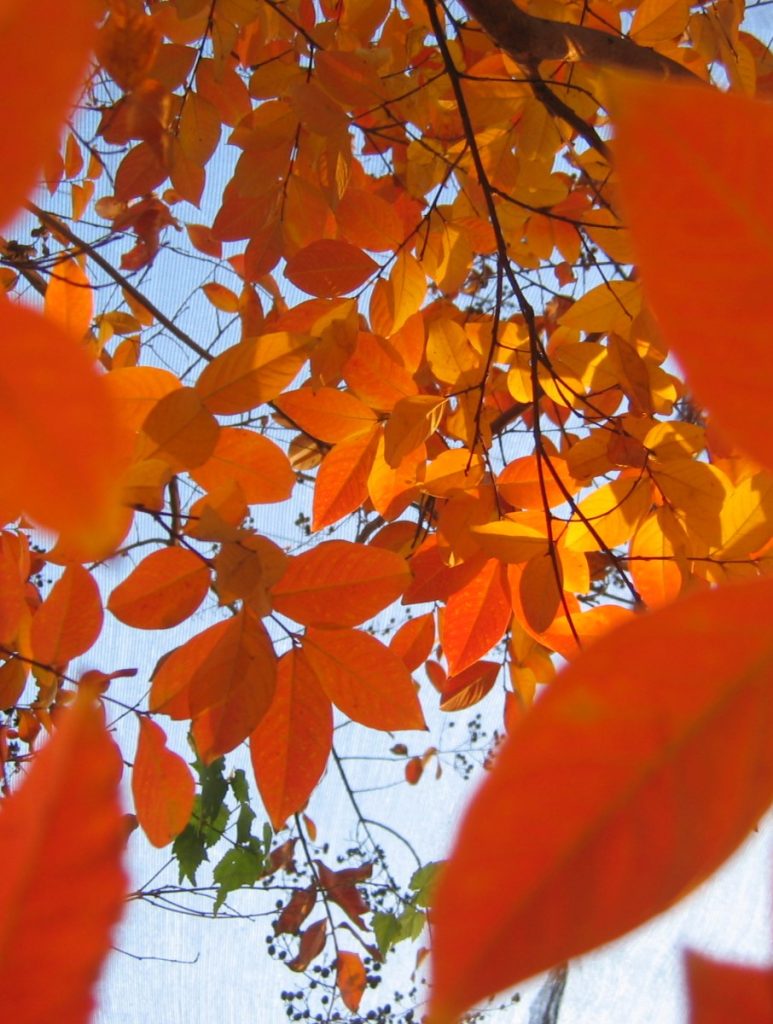 Lagerstroemia_Muskogee_leaves_fall3_cut_up