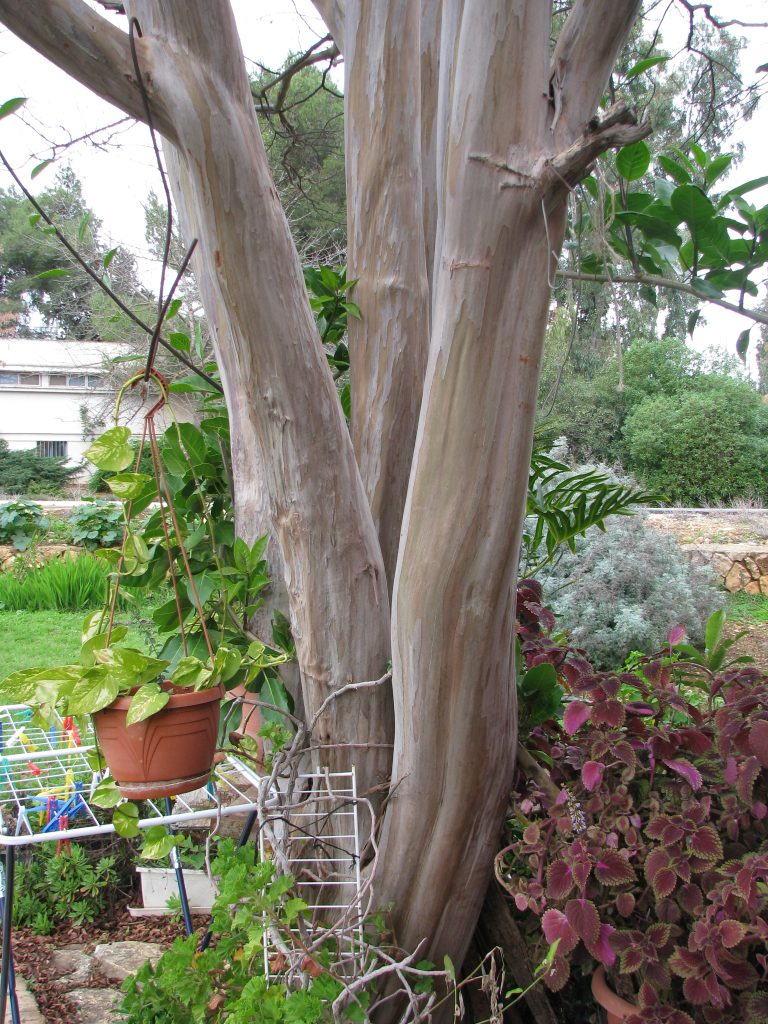 Lagerstroemia_Muskogee_trunk_up1