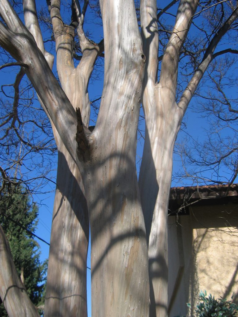 Lagerstroemia_Muskogee_trunk_up2