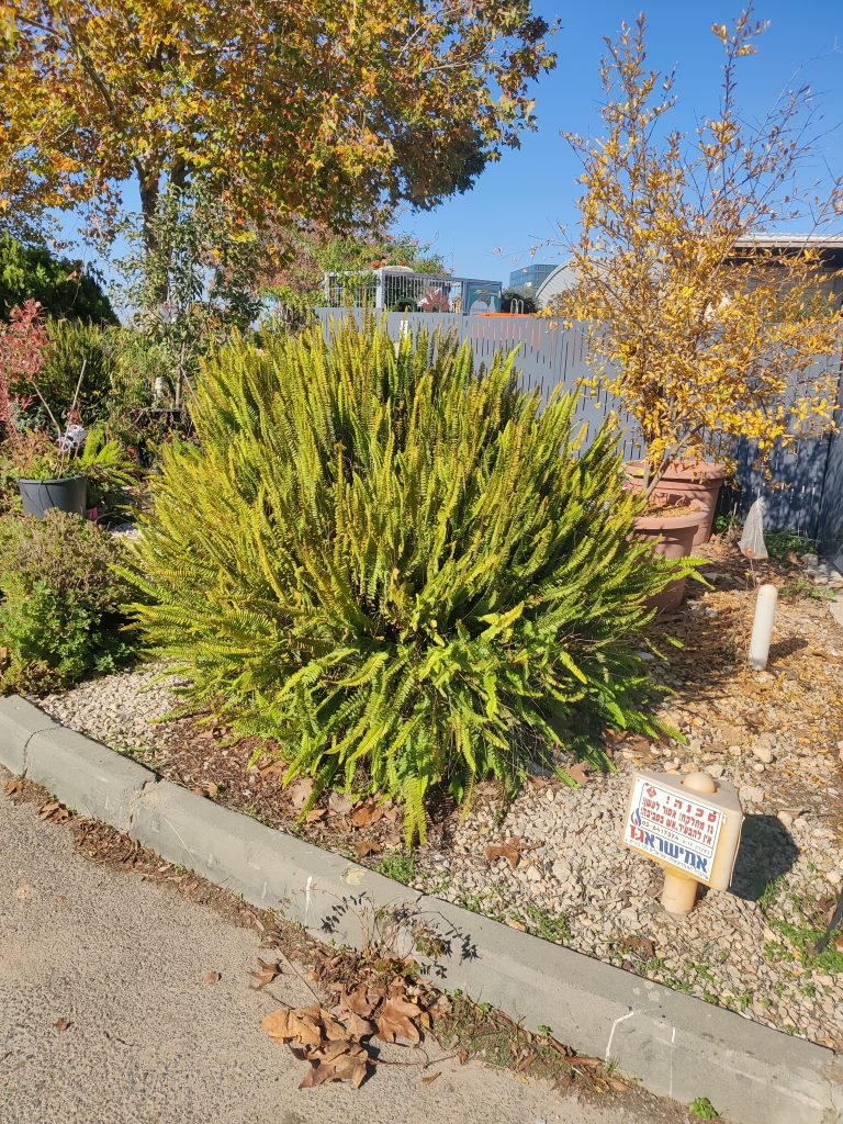 Nephrolepis_exaltata_full_sun_up