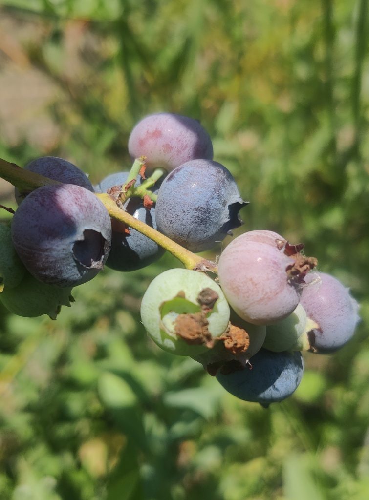Vaccinium_fruit1_cut_up
