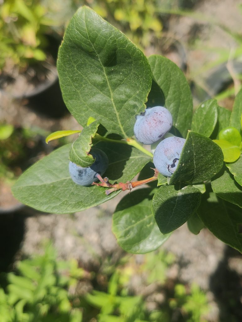 Vaccinium_fruit_leaves_cut_up
