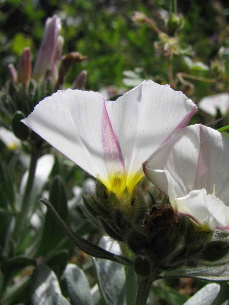 Convolvulus_cneorum_flowers_profile_cut_up