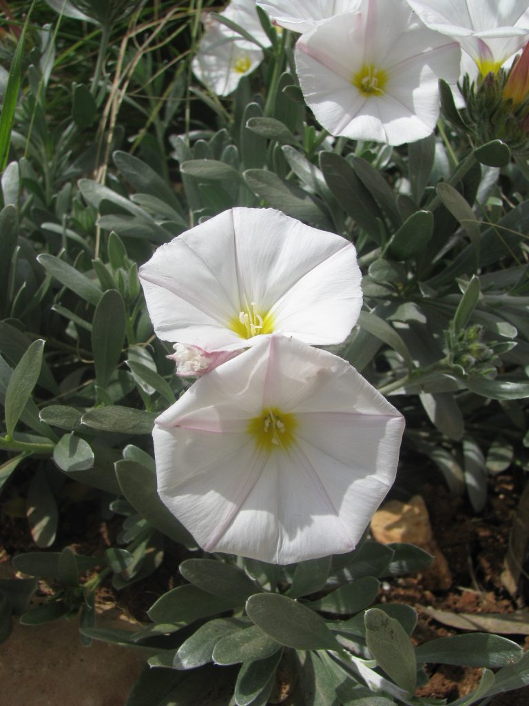 Convolvulus_cneorum_flowers_up1