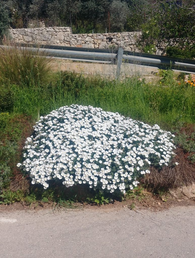 Convolvulus_cneorum_full_flower3_cut_up