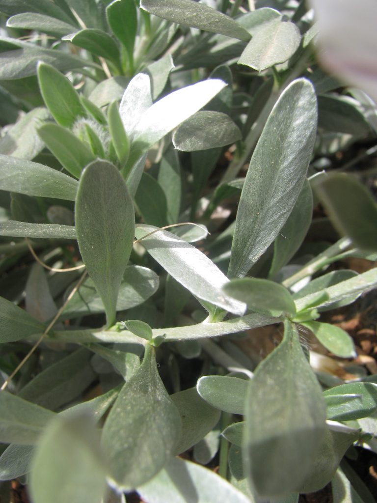 Convolvulus_cneorum_leaves_up1