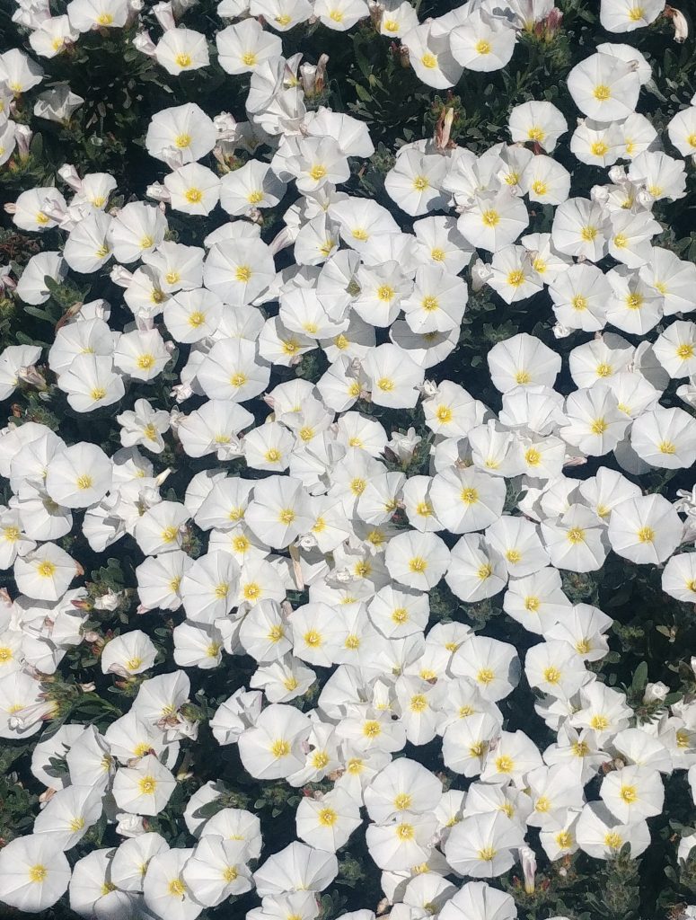 Convolvulus_cneorum_many_flowers1_cut_up