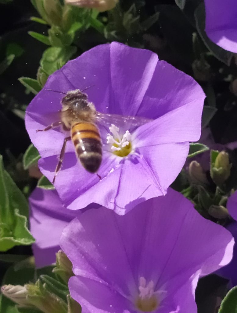 Convolvulus_mauritanicus_flowers_bee_cut_up