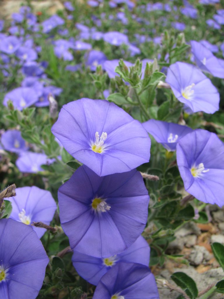 Convolvulus_mauritanicus_flowers_up1