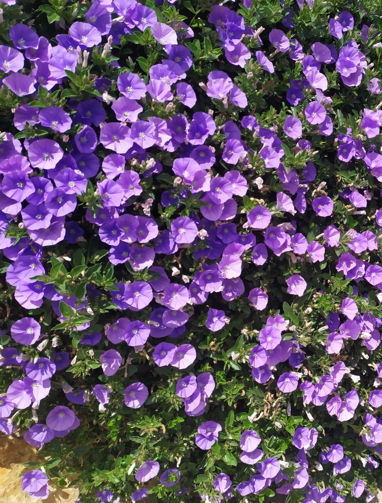 Convolvulus_mauritanicus_many_flowers1_cut_up