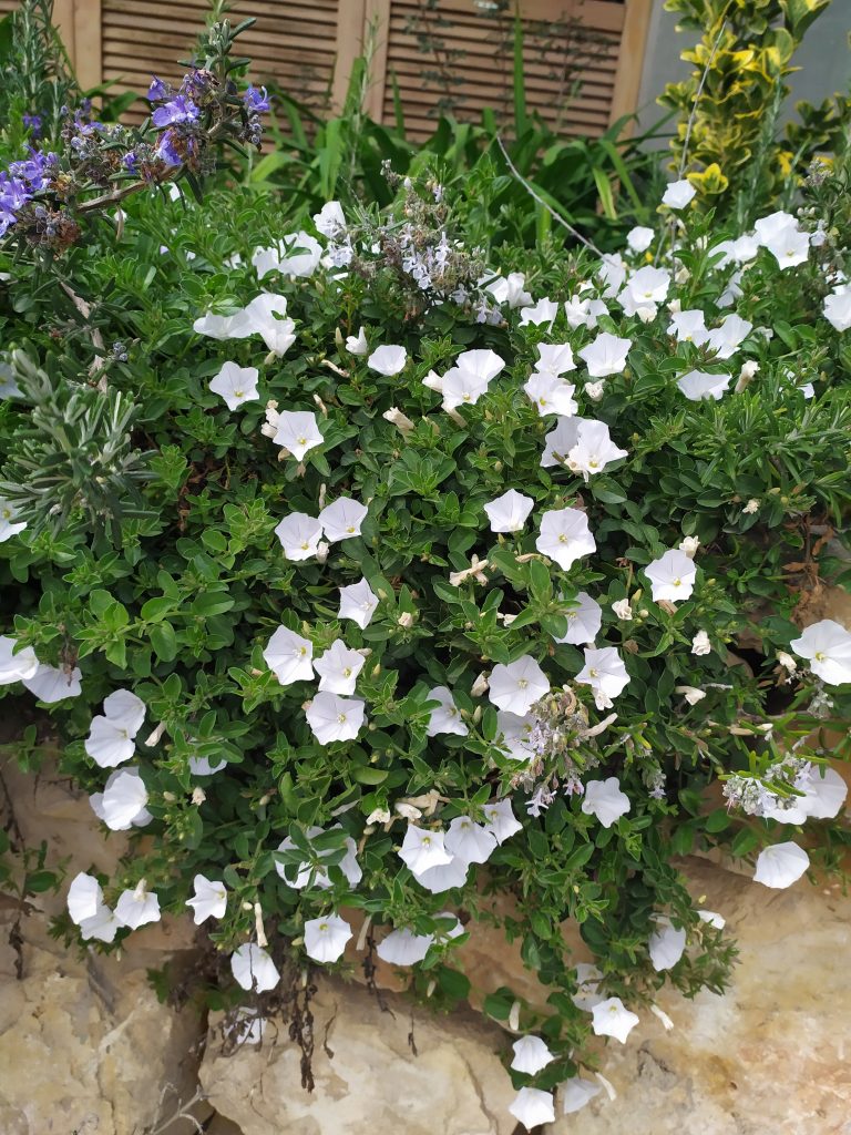Convolvulus_mauritanicus_many_flowers_white_up