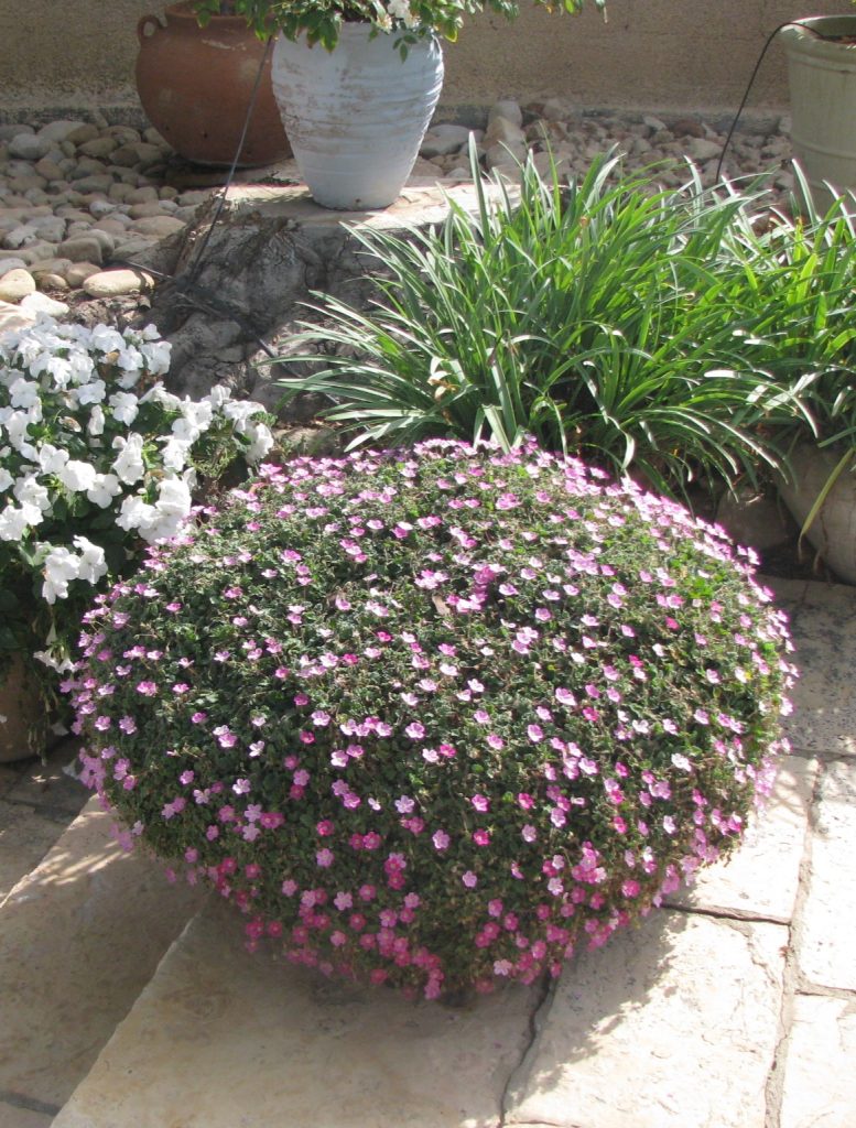 Erodium_reichardii_full_pot2_cut_up