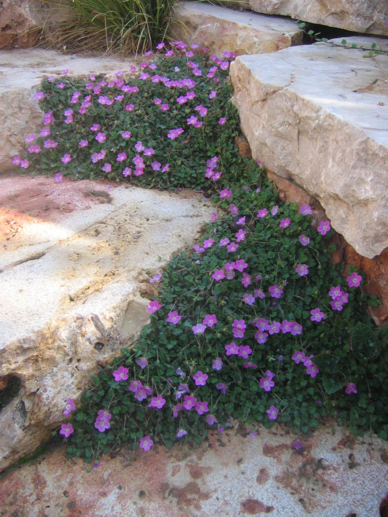Erodium_reichardii_full_up1