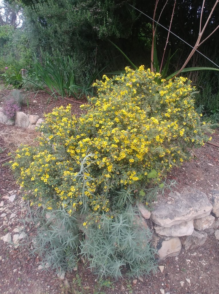Hypericum_aegypticum_full_up1_cut_up