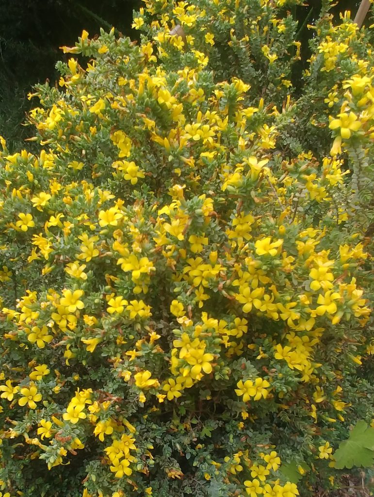 Hypericum_aegypticum_many_flowers1_cut_up