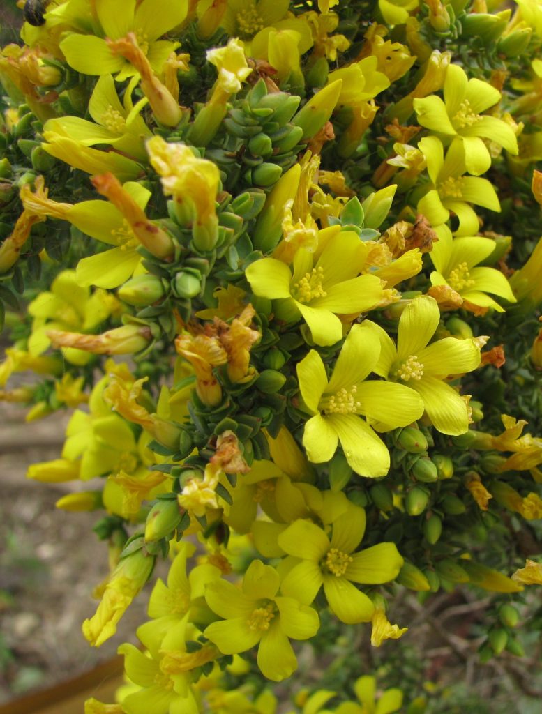 Hypericum_aegypticum_many_flowers2_cut_up