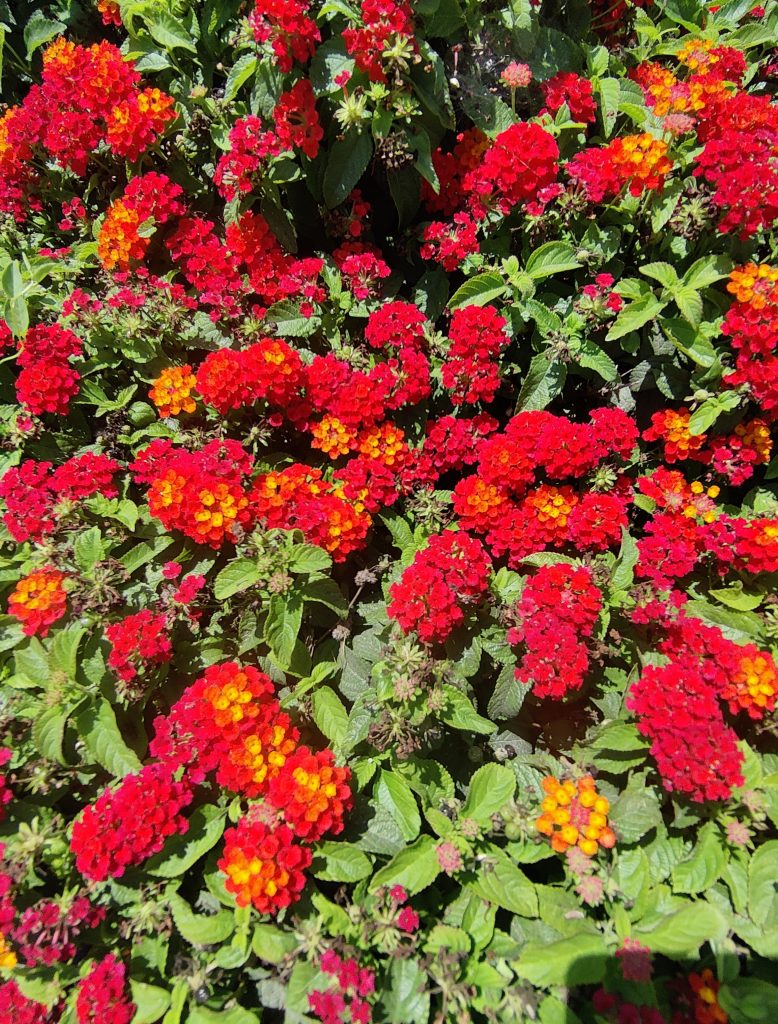 Lantana_Gem_Compact_Orange_Fire_many_flowers1_cut_up