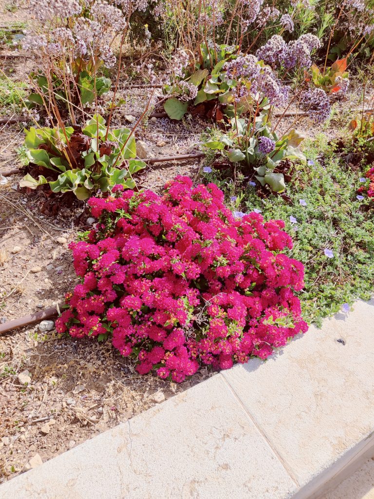 Lantana_Gem_Compact_Pink_Opal_full_up1