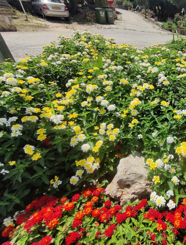 Lantana_Gem_Compact_Yellow_Topaz_Group_large_cut_up
